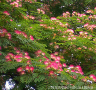 批發(fā)優(yōu)質(zhì)工程綠化 合歡樹苗批發(fā) 規(guī)格齊全 綠化苗木基地直銷