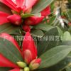 苗木批發(fā) 杜鵑紅山花盆栽 植物花卉 茶花小苗庭院觀花植物