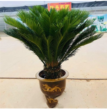 大型室外盆栽鐵樹苗鐵樹盆景鐵樹小苗客廳盆栽四季常青綠植庭院