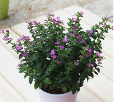 批發滿天星花卉桌面裝飾盆栽 滿天星小型盆景凈化空氣 滿天星