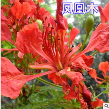 鳳凰木種子 紅花楹種子 金鳳種子 火樹(shù)種子 風(fēng)景樹(shù) 綠化苗木種子