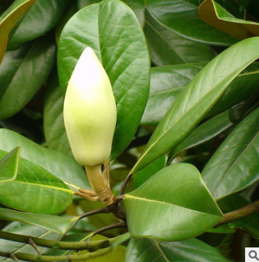 正宗嫁接白蘭花苗白玉蘭花樹苗 白蘭苗黃桷蘭黃蘭盆栽地栽濃香花