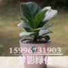 觀葉琴葉榕 大圓葉室內(nèi)盆栽大植物凈化易養(yǎng)花卉綠植 琴葉榕盆栽