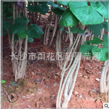 湖南基地批發綠化苗 叢生紫荊 滿條紅 工程 紫荊樹苗價格