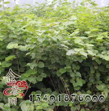 批發基地紫荊 紫荊小苗 紫荊樹苗批發 綠化工程 紫荊規格齊全