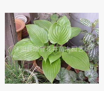 苗圃直銷玉簪花 玉簪花苗 潔白無暇 花卉盆栽庭院植物