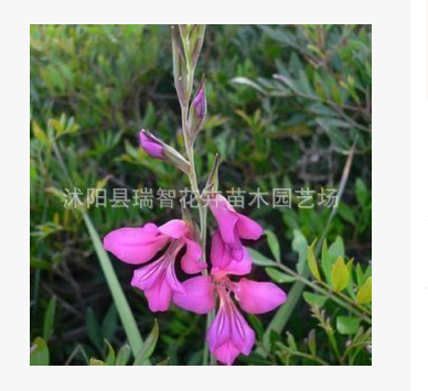 旺胡花卉 特價促銷 劍蘭種球 劍蘭種球 青骨紅