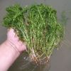 輪葉黑藻 伊樂藻 苦草 水生植物 河道綠化 燈籠微 大量供應(yīng)