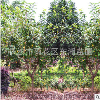 精選櫻花基地長期供應(yīng)櫻花樹綠化樹木 園林景觀 大櫻花樹貨源充足