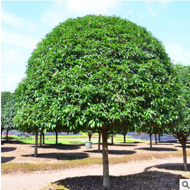 批發(fā)喬木常綠桂花樹 廠家銷售 規(guī)格齊全 貨源充足 可大量批發(fā)