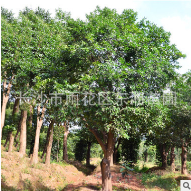 專業(yè)苗圃出售湖南香柚 生存強綠化樹苗 貨源充足 可大量批發(fā)