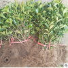 農(nóng)戶種植冬青苗 30 40 50公分冬青苗 80 1米冬青球 冬青苗