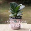 觀葉琴葉榕 大圓葉室內(nèi)盆栽大植物凈化易養(yǎng)花卉綠植 琴葉榕盆栽