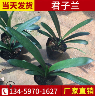 室內綠植君子蘭 大花君子蘭盆 四季常綠花卉盆栽長葉君子蘭批發