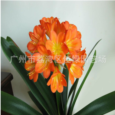 君子蘭小苗盆景花卉君子蘭凈化空氣君子蘭苗 君子蘭花盆栽 批發