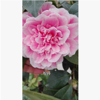 廠家供應粉丹 四級茶花盆栽 茶花樹盆景價格