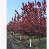 綠化工程苗木太陽李基地批發 5-10公分太陽李