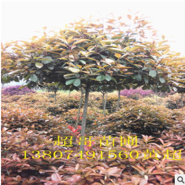 紅葉石楠價格,地被苗價格,紅葉石楠袋苗價格 地被苗盆栽
