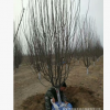 秋季西府海棠特價銷售 3-15公分西府海棠 分支點60-80公分 量大