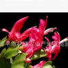 產(chǎn)地直銷蟹爪蘭 批發(fā)盆栽蟹爪蘭10月紅 國旗紅