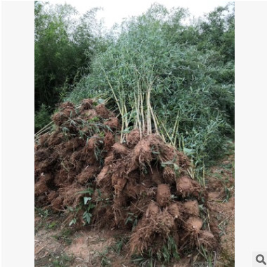 剛竹 青皮竹 紫竹 慈孝竹 各種規(guī)格 品種齊全 量大優(yōu)惠