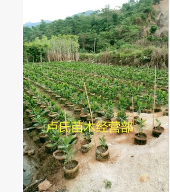 大量供應自家馬占相思 大葉相思