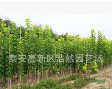 常年供應(yīng)金葉復(fù)葉槭 規(guī)格齊全行道樹復(fù)葉槭 嫁接復(fù)葉槭小苗