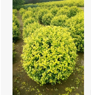 金森女貞球。大葉黃楊球 麥冬草