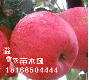 盆栽地載果樹苗 嫁接蘋果樹苗 白水蘋果苗 南方北方種植 當(dāng)年結(jié)果