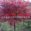推廣鏈接紅楓，紅楓樹苗，優質紅楓，紅楓，質優價廉