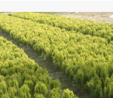 特售工程綠化苗木 灑金柏2元起