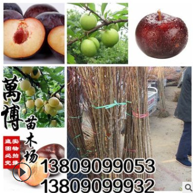 批發 果樹苗 嫁接李子樹苗 黑布林 紅布林當年結果2公分粗包成活