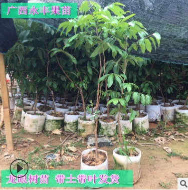 果苗 果樹苗 儲良龍眼苗 石硤龍眼苗 嫁接 正品批發