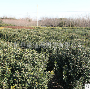 基地直銷優(yōu)質(zhì)冬青球工程園林綠化苗冬青規(guī)格齊全冬青小苗量多優(yōu)惠