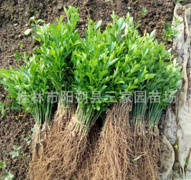 廣西積殼苗 貴州積殼小苗 浙江枸橘苗 積殼芽苗