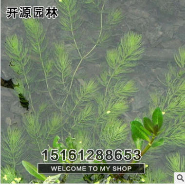 批發(fā)金魚藻 水生植物 魚缸裝飾 河道綠化 魚類飼養(yǎng)