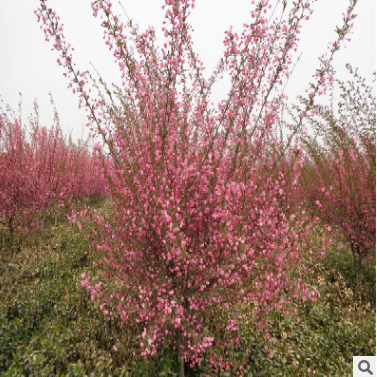 供應(yīng)園林綠化工程苗木 樹形好 冠幅大 花色好 垂絲海棠