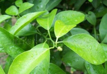 供應(yīng)十堰成功苗木2年生桔苗橘子樹苗果樹苗占地用苗