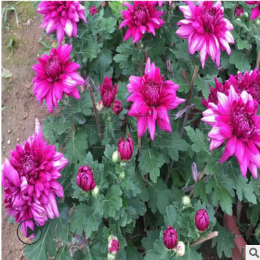 節日裝點國慶菊 金秋觀賞千頭菊 供應多個花色盆栽國慶菊花苗