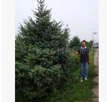 大量供應全冠云杉