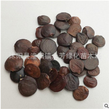 公司新采紫藤種子 優(yōu)質(zhì)紫藤種子 紫藤是花架 院墻必用