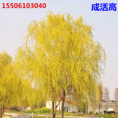 批發(fā)金絲垂柳 黃金柳 垂柳苗 柳樹(shù)苗 垂楊柳 枝條竹柳苗 竹柳小苗