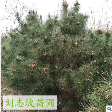 油松 專業基地優質天然油松苗 自產直銷優質造型油松苗 基地批發