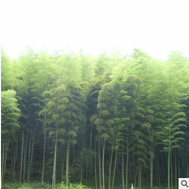 北京苗圃供應苗木竹子 毛竹 送貨上門成活可負責栽植 可開票