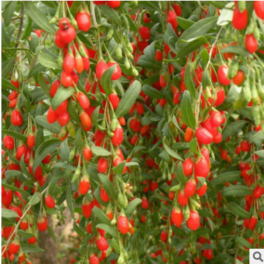 北京苗圃供應苗木果樹枸杞子 送貨上門 可負責栽植 可開票