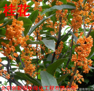 桂花樹(shù)1到15公分桂花大樹(shù)盆栽花卉庭院綠植同城免費(fèi)提供種植技術(shù)