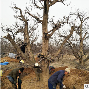 基地直銷多品種梨樹樹苗 規格齊全梨樹 梨樹苗新品種成活率高