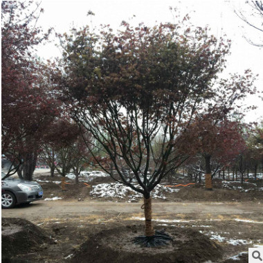 園林喬木多規格5-10公分紅楓樹 盆栽樹秋火焰紅楓 日本紅楓小苗