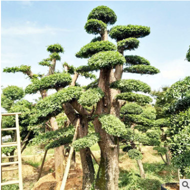 園林綠化苗木小葉女貞 小葉女貞造型樹大量批發 北方綠化苗木