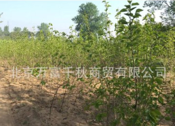 桑樹苗 果樹苗 植樹 種樹 果苗（百年古桑樹嫁接）果實飽滿